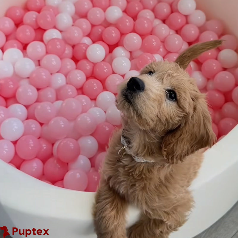 Frenzy Pit - Dog Ball Pit
