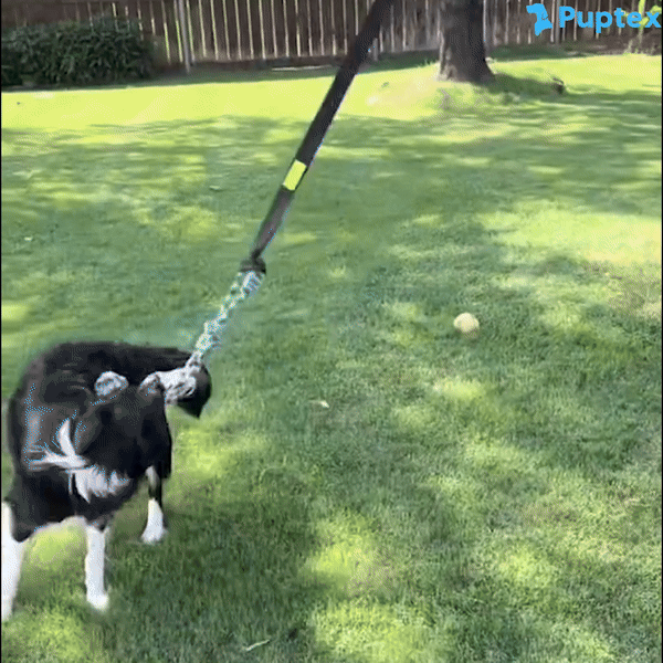 Bungee Tug - Interactive Dog Toy
